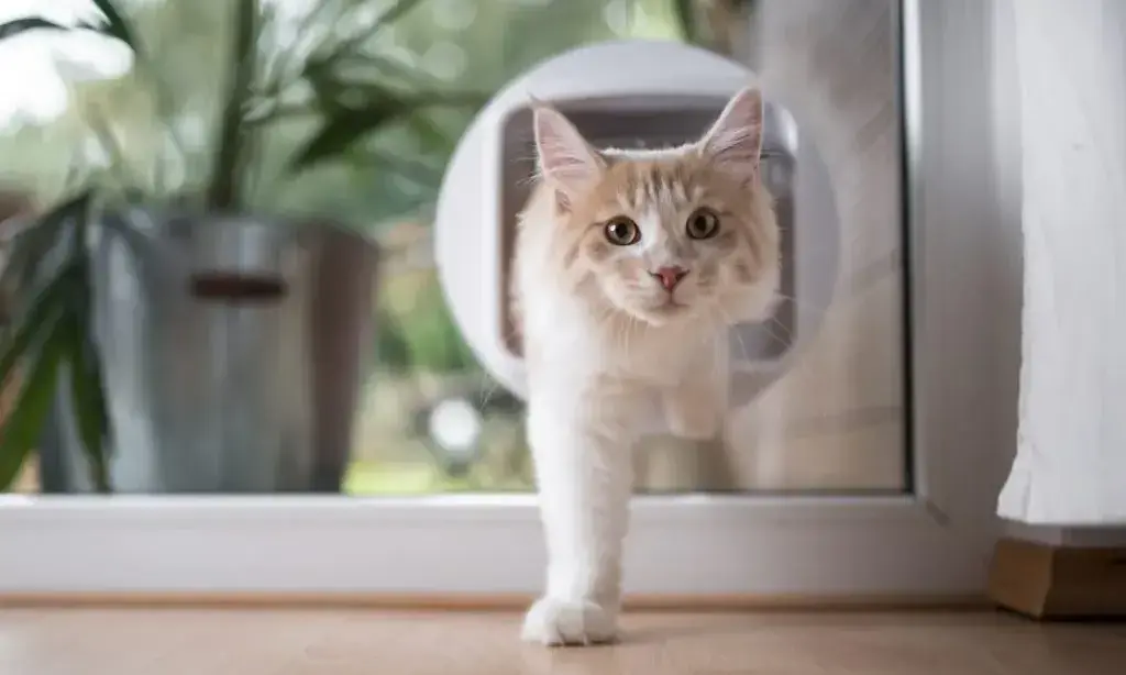 white cat door